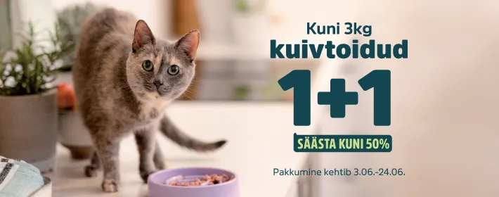 1+1kassile