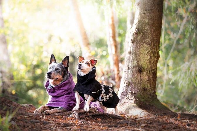 PetCity uued superstaarid – Bixie ja Bonna