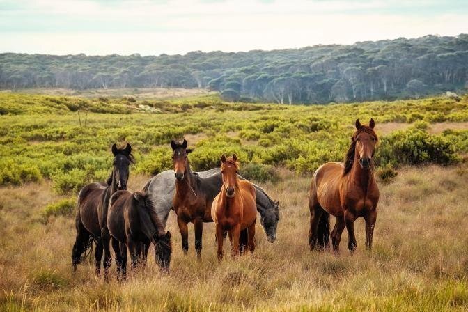 Foran Equine nüüd PetCitys saadaval
