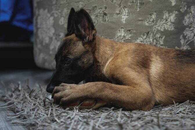 Miks peaksid valima just Purina brändi toite