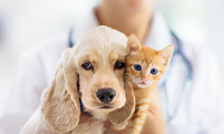 Levinumad terviseprobleemid kutsikatel ja kassipoegadel