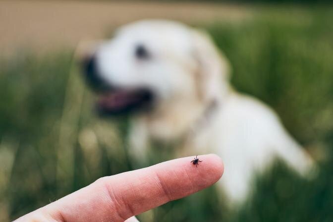 Puugid lemmikloomadel - milliseid puugitõrjevahendeid valida koerale ja kassile?