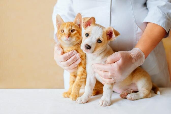 Kasside ja koerte vaktsineerimine - millist vaktsiini lemmikloom vajab?