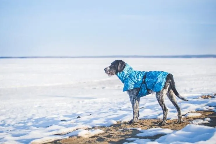Kuidas kaitsta oma koera talvel?