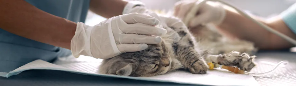 Kasside krooniline neeruhaigus