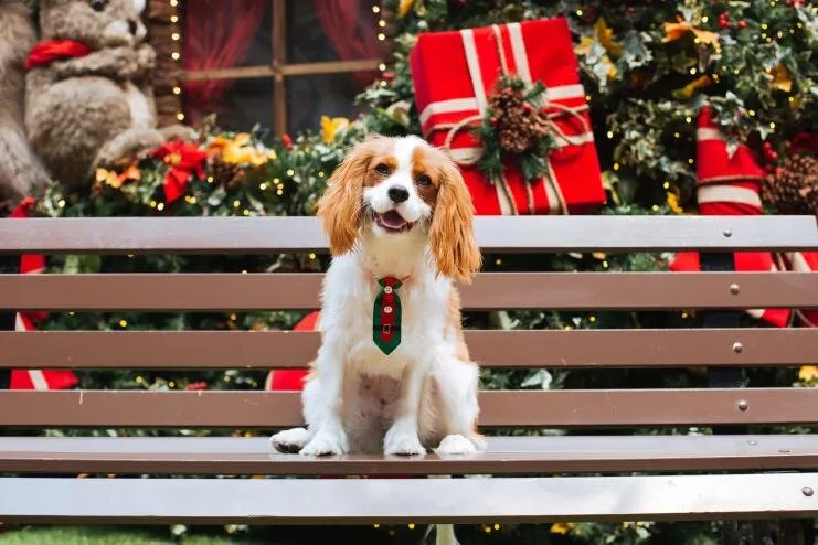 7 jõulukingi ideed, mis teevad koerad õnnelikuks!