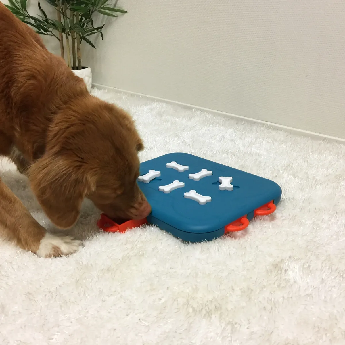 Nina Ottosson koera mänguasi Casino, türkiis - Tootepilt