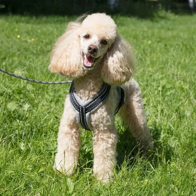 Basic Cosy traksid hall 45 - Tootepilt 2