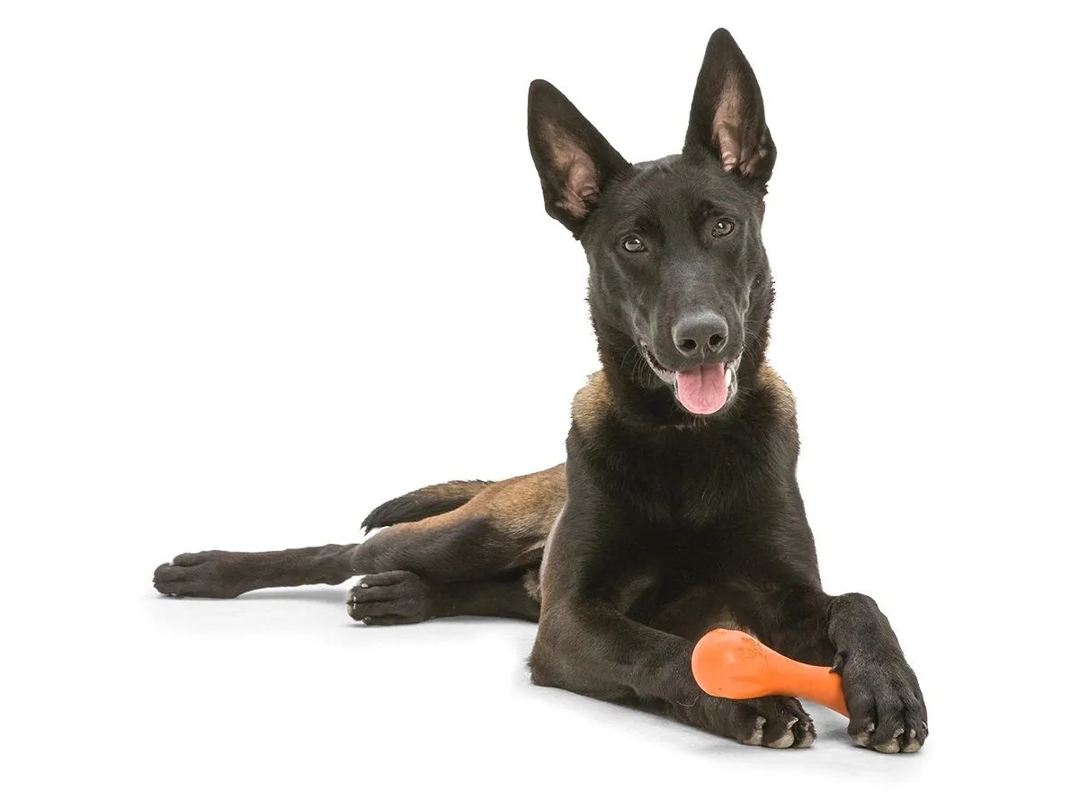 West Paw Hurley kummist mänguasi koertele 15,2 cm, oranž