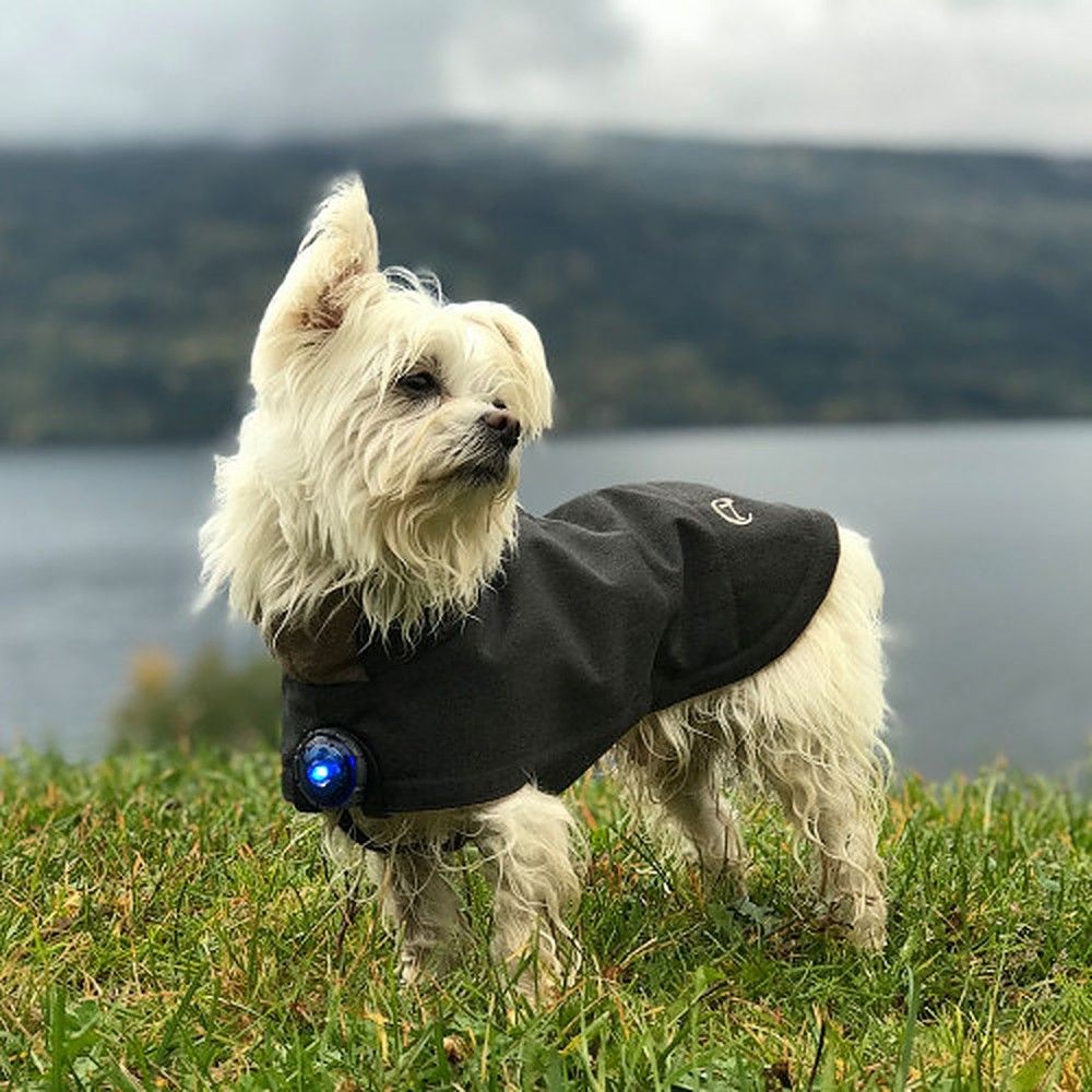 Orbiloc Dog Dual LED tuluke, sinine