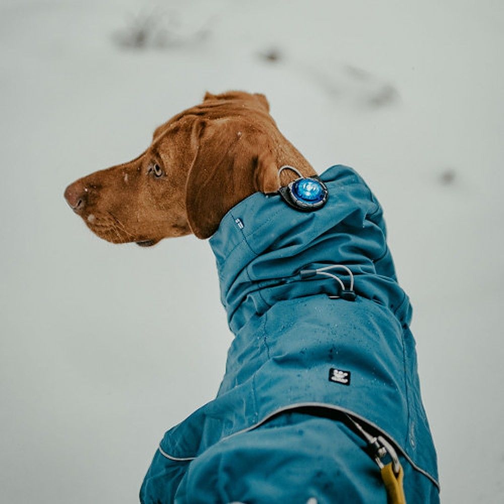 Orbiloc Dog Dual LED tuluke, sinine
