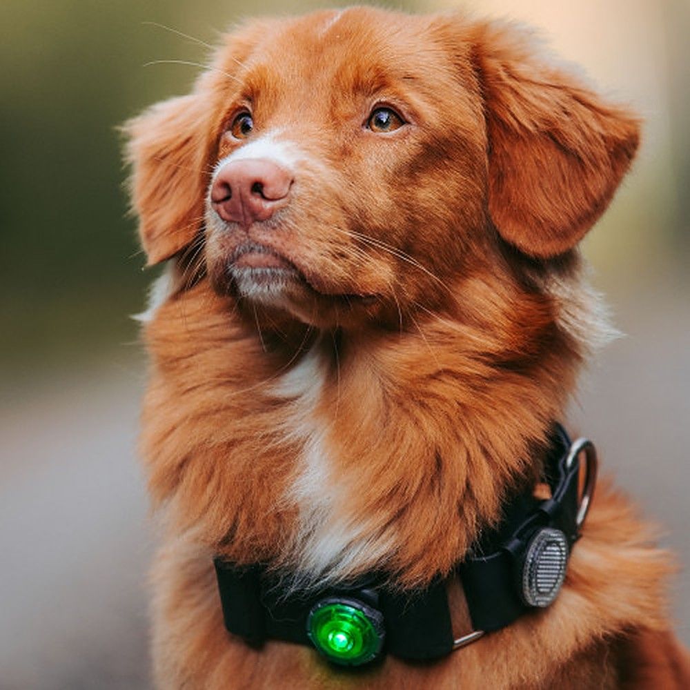 Orbiloc Dog Dual LED tuluke, roheline
