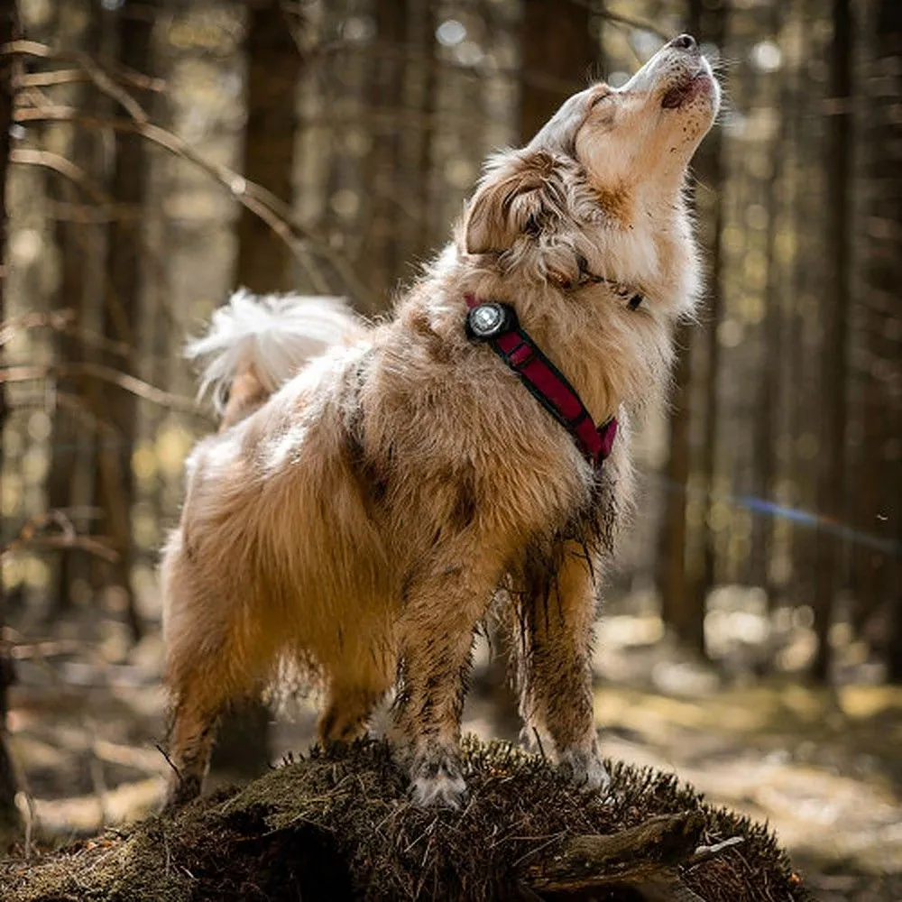 Orbiloc Dog Dual LED tuluke, valge