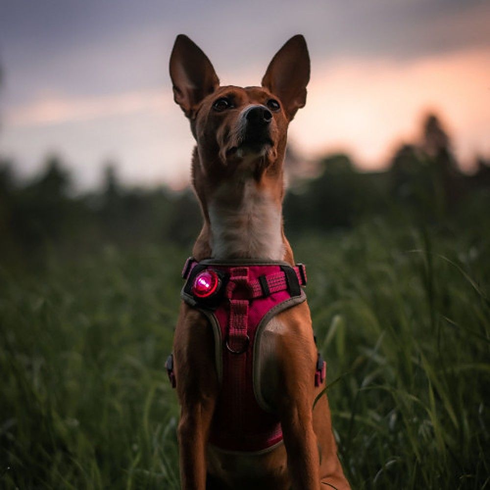 Orbiloc Dog Dual LED tuluke, roosa