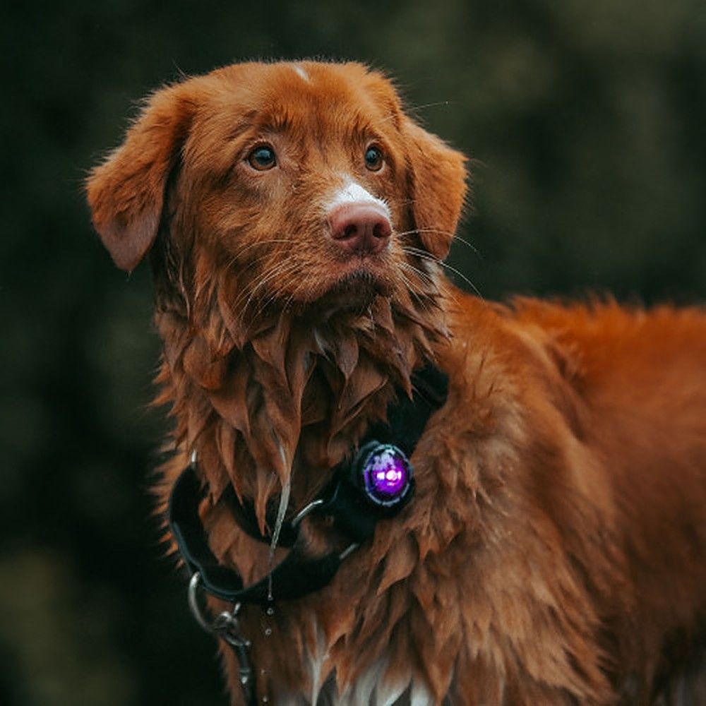 Orbiloc Dog Dual LED tuluke, lilla