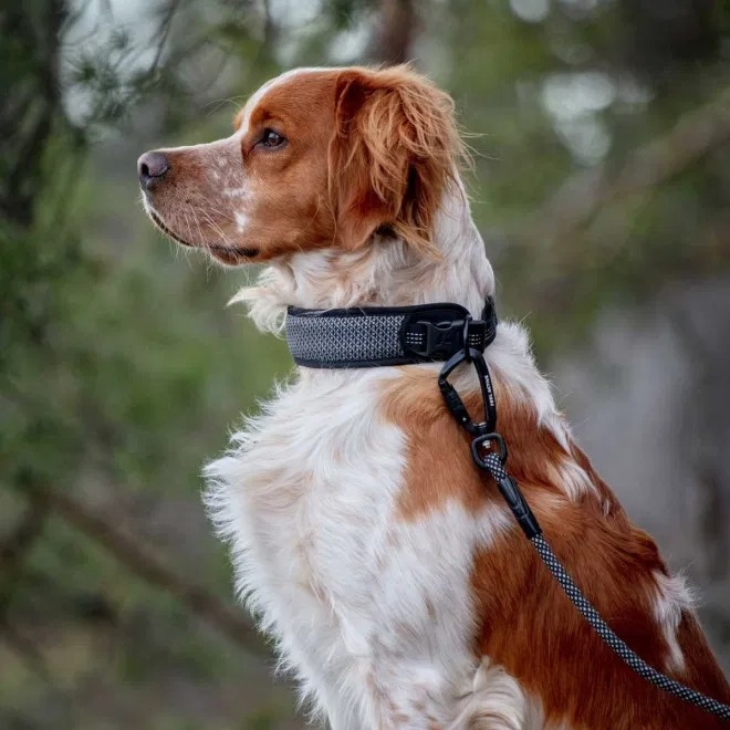 Feel Active koera kaelarihm helkuriga, 25-35 cm, must - Tootepilt 2