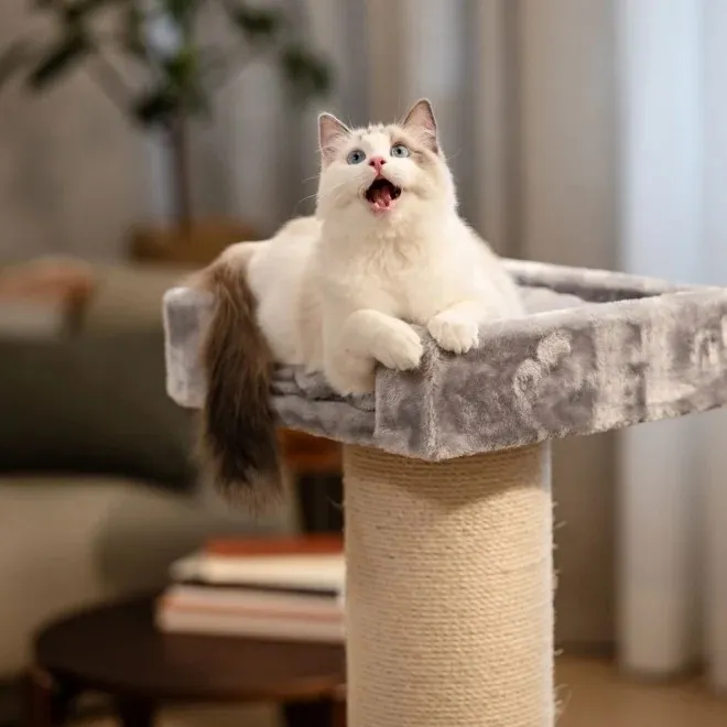 Basic Column kassi kraapimispuu S 50x50x100 cm - Tootepilt 2