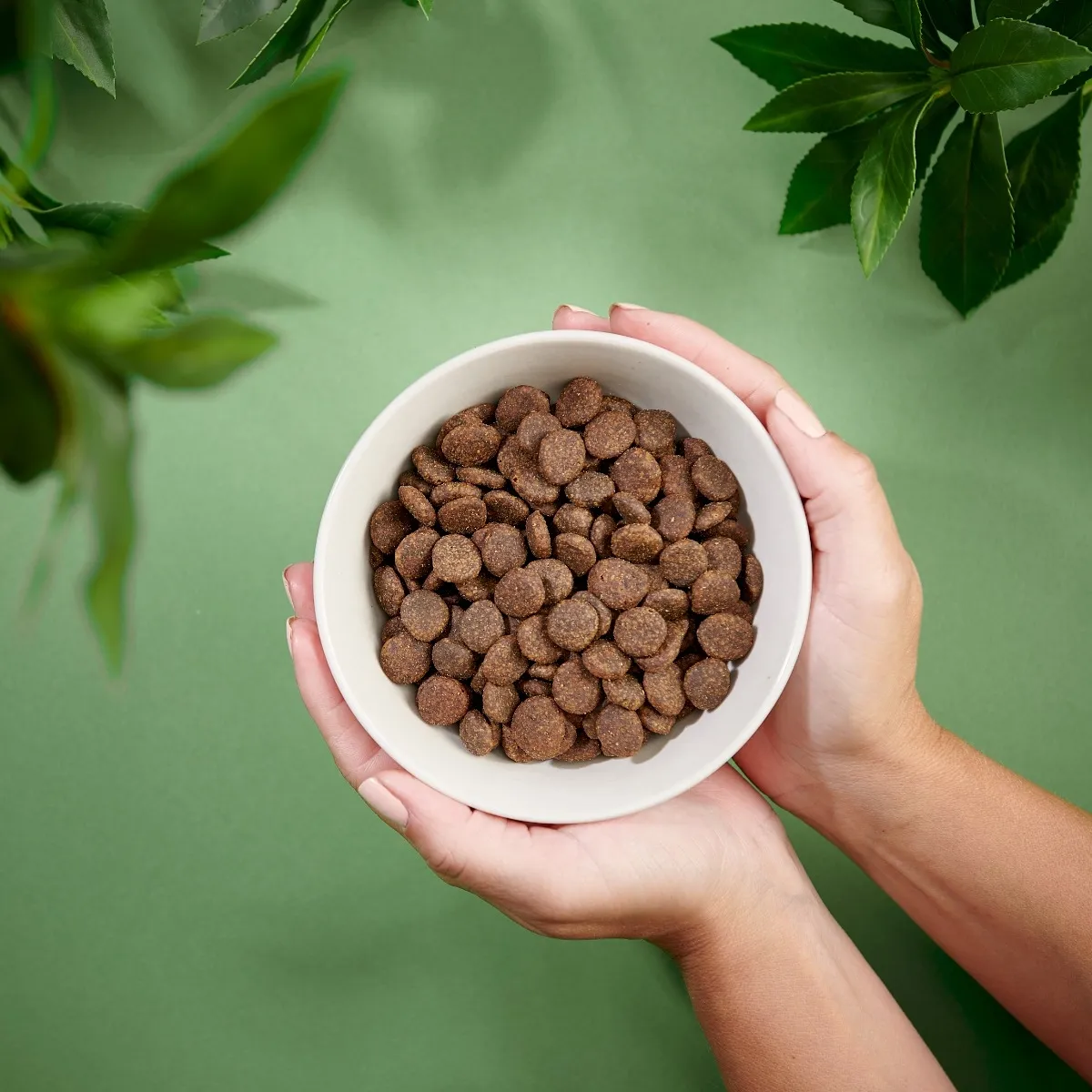 Purenatural koera kuivtoit, lõhe, teraviljavaba, 2 kg - Tootepilt 3