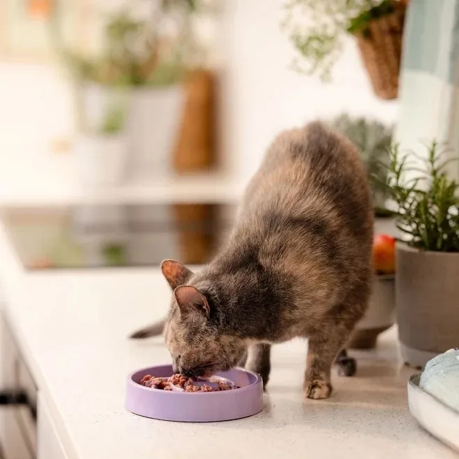 Basic kauss aeglaseks söömiseks kassile lilla - Tootepilt 2