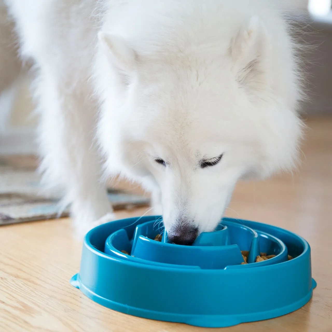Outward Hound Fun Feeder kauss aeglaseks söötmiseks, L, türkiis - Tootepilt 2