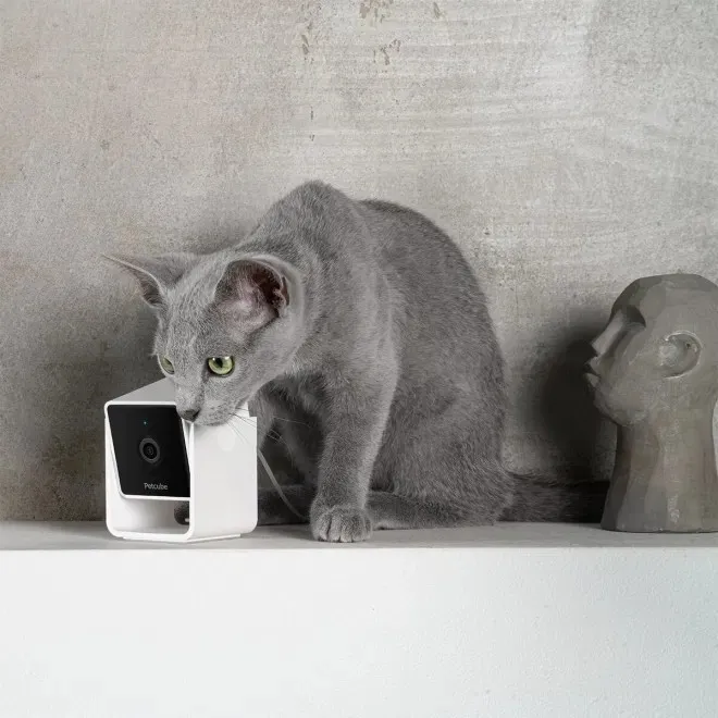 Petcube videokaamera 1080p HD kahepoolse heliga - Tootepilt 4