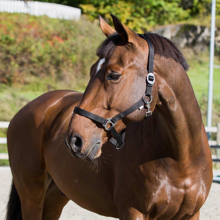 Horze Basic Pony päitsed, must