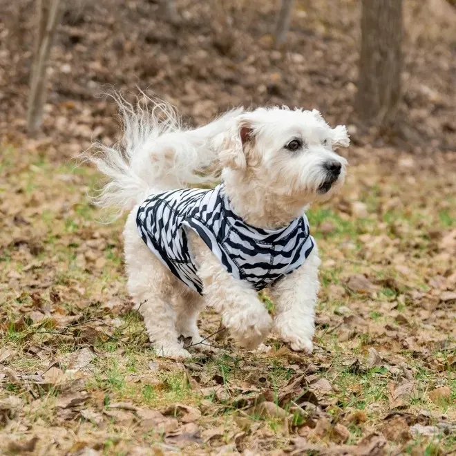 Rukka Zebra koerajakk XL - Tootepilt 4