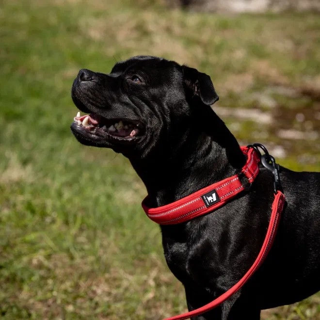 Feel Active poolpoov koera kaelarihm Padded Slip, 45-55 cm, punane - Tootepilt 2