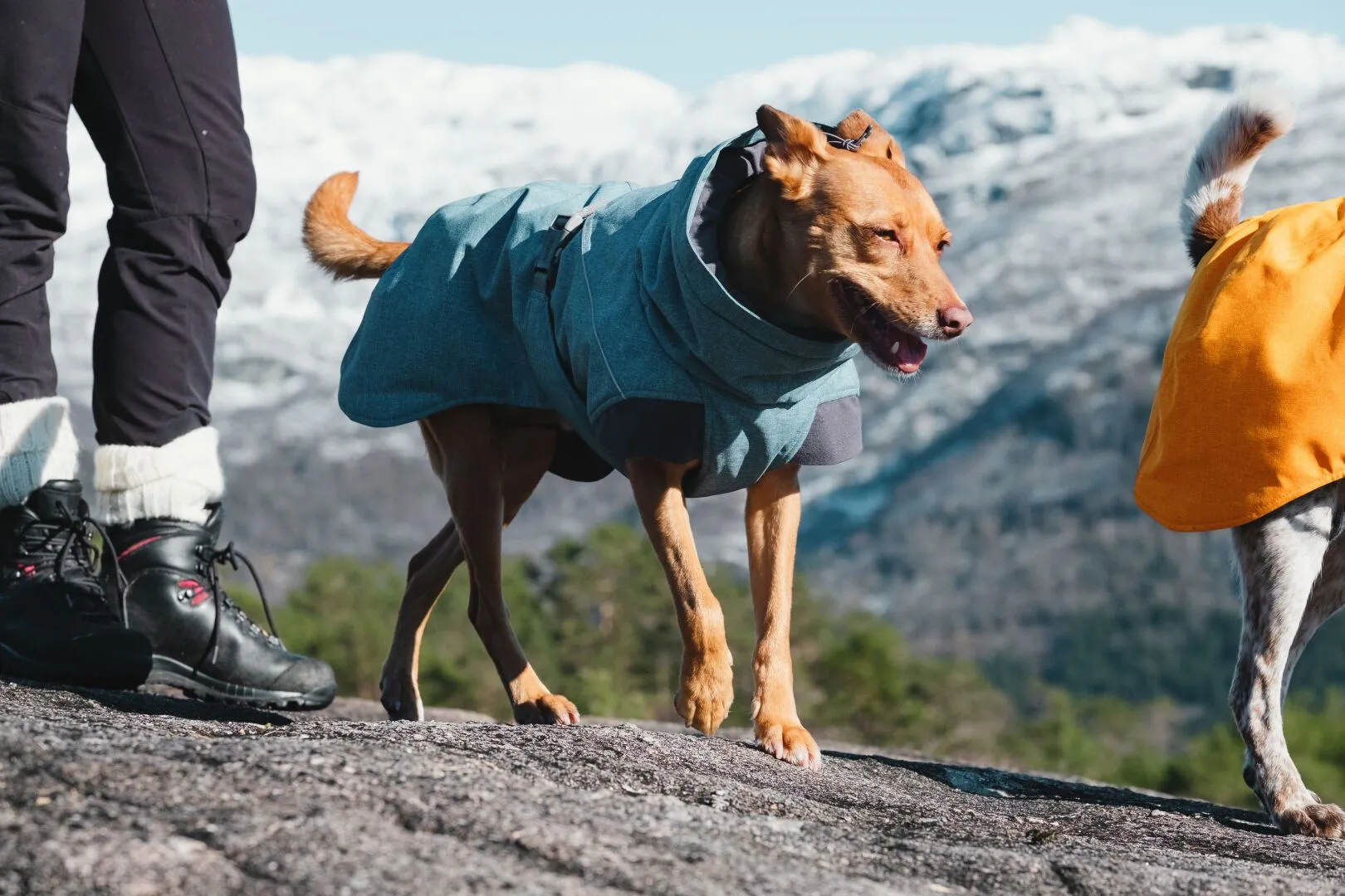Hurtta Expedition parka, talvejope koertele, 30XL, sinine - Tootepilt 2