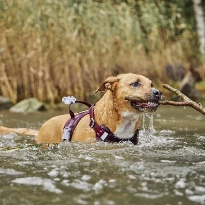 Hurtta Weekend Warrior traksid II ECO 75–100 tumelilla - Tootepilt 4