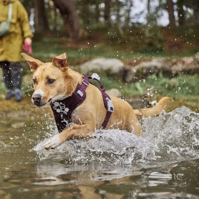 Hurtta Weekend Warrior traksid II ECO 75–100 tumelilla - Tootepilt 2