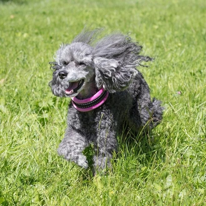 Basic poolpoov koera kaelarihm Cosy, M, roosa - Tootepilt 2