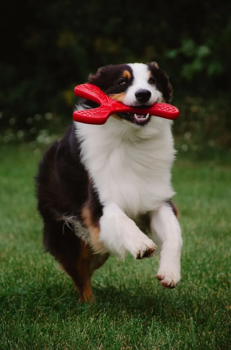N-Gage koera mänguasi, Hydro Propeller, 28 cm, punane - Tootepilt 2