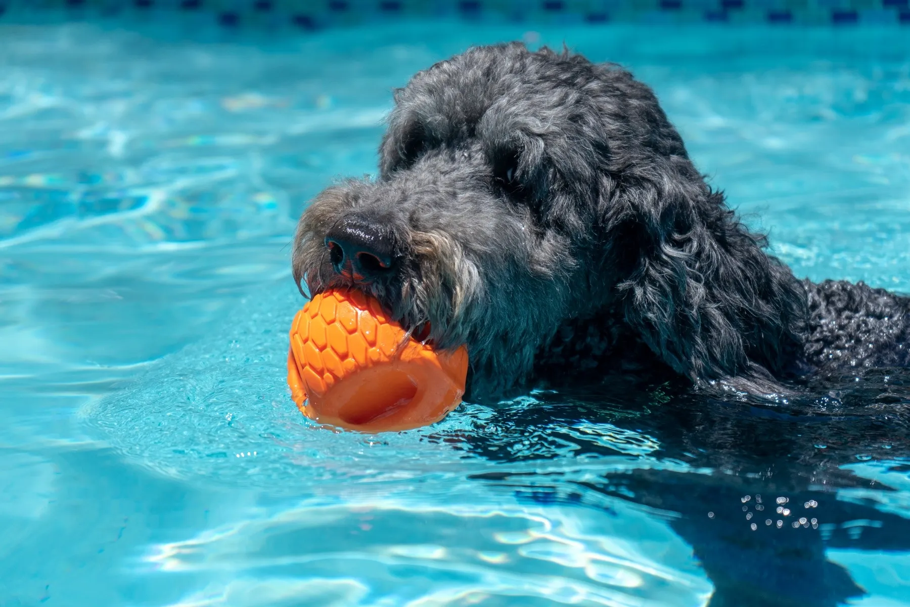 N-Gage koera mänguasi, Hydro Handler pall, M, oranž - Tootepilt 2