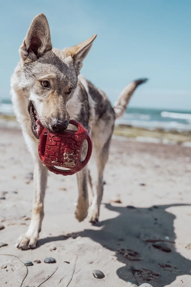 N-Gage koera mänguasi, Hydro Handler pall, L, oranž - Tootepilt 2