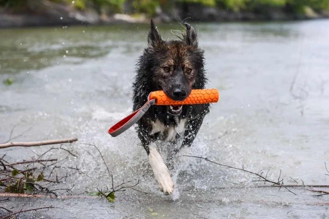 N-Gage koera mänguasi, Classic Bumper, M, punane - Tootepilt 2