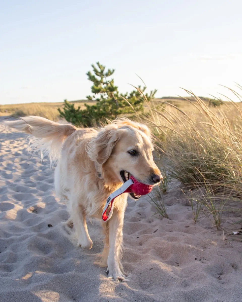 N-Gage koera mänguasi, Classic Handler, M, punane - Tootepilt 2