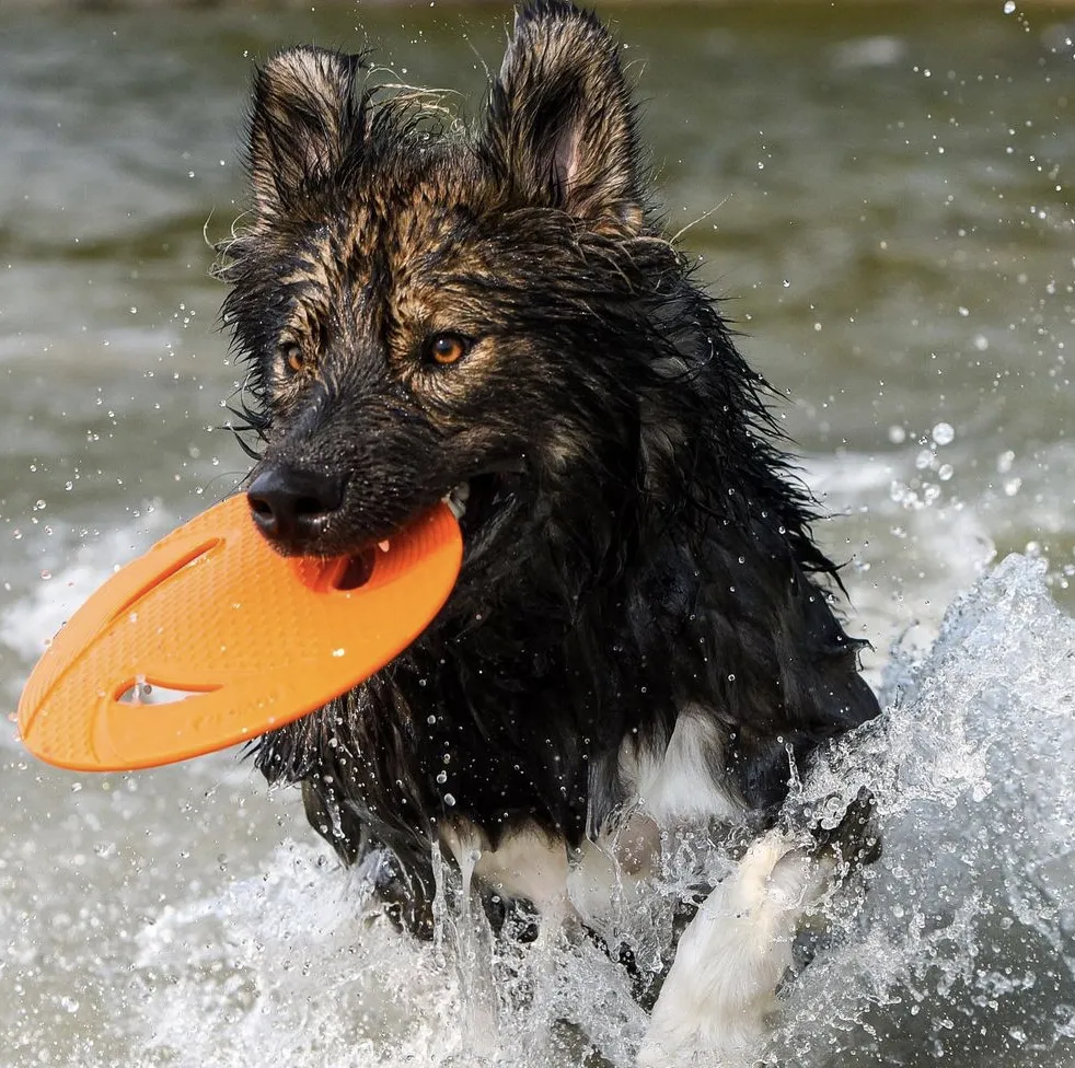 N-Gage koera mänguasi, Classic Flyer, oranž - Tootepilt 2