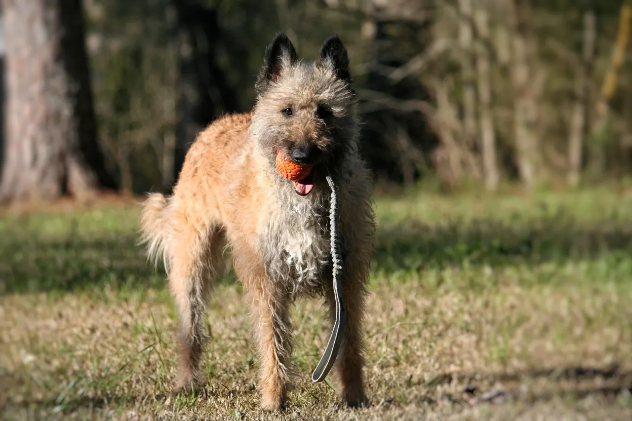 N-Gage koera mänguasi, Bungee Handler, oranž - Tootepilt 2