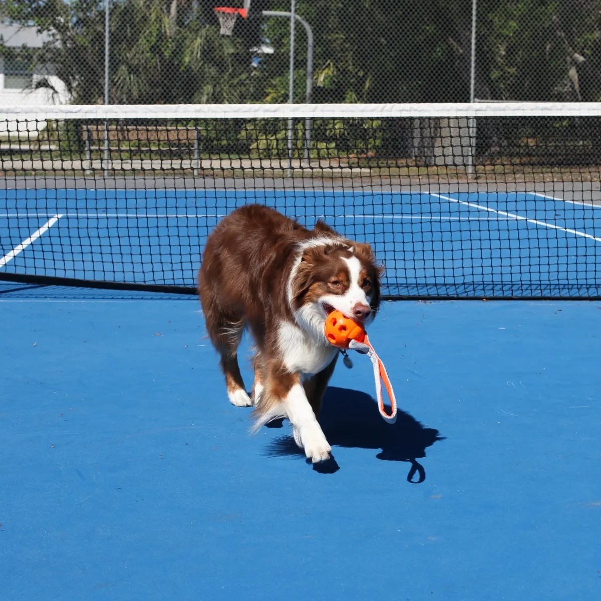 N-Gage koera mänguasi, Active Handler, M, oranž - Tootepilt 2