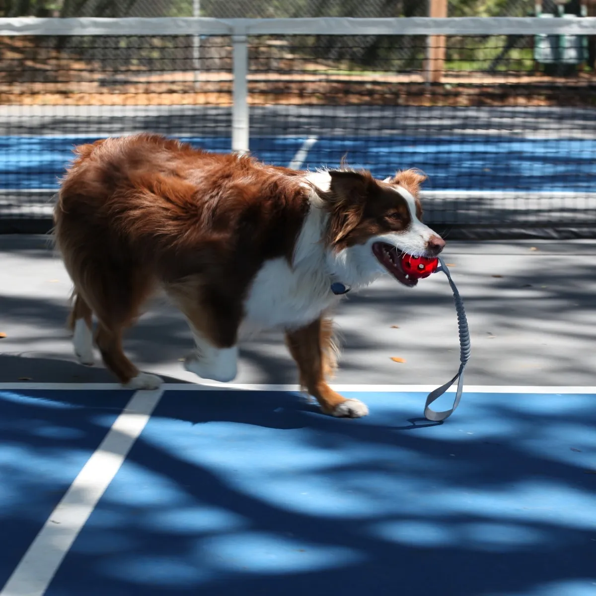 N-Gage koera mänguasi, Active Bungee Handler, M, punane - Tootepilt 2