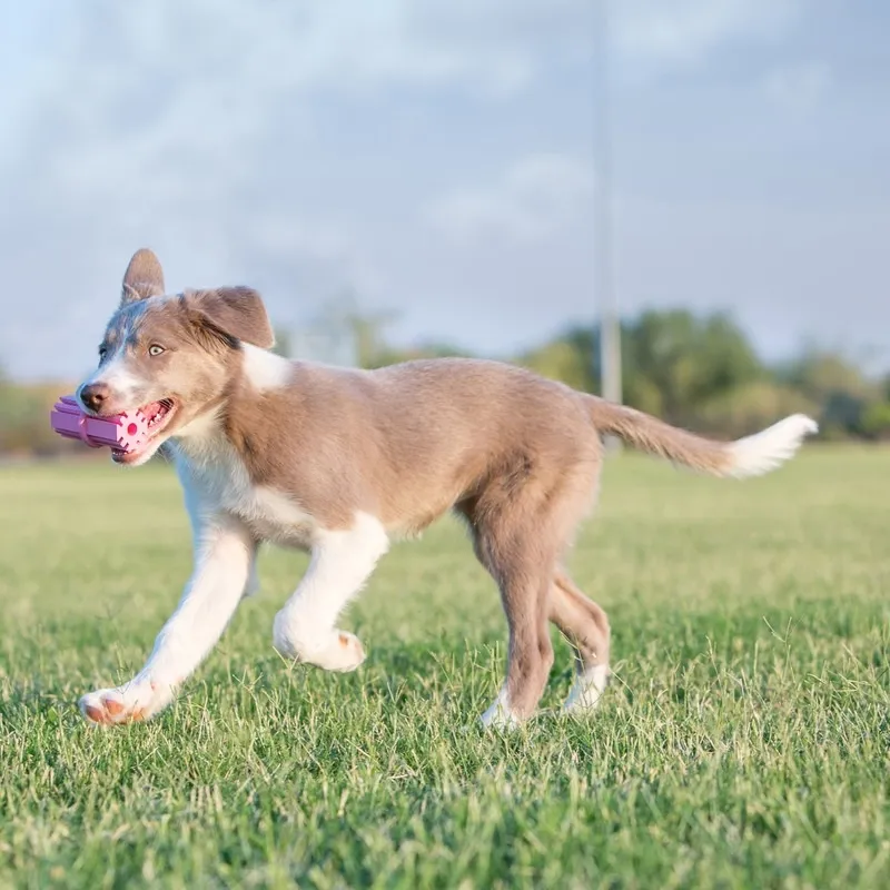 KONG Puppy Teething Stick mänguasi kutsikatele, M - Tootepilt 2