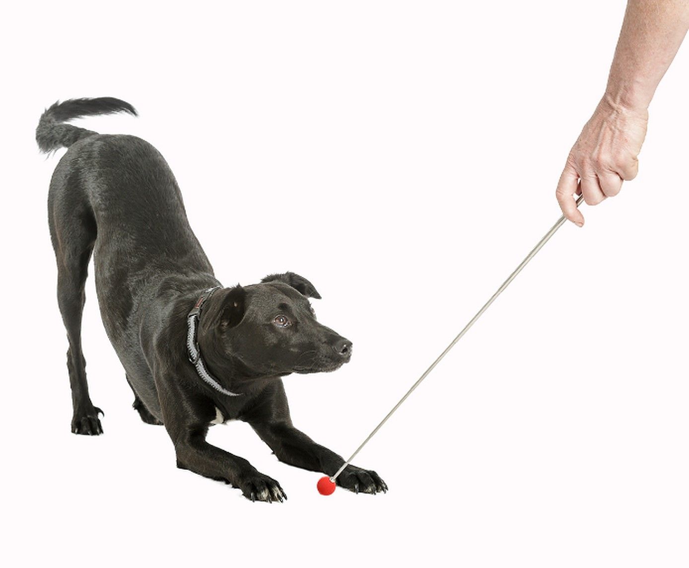 Company of Animals Click Target Stick osutuspulk