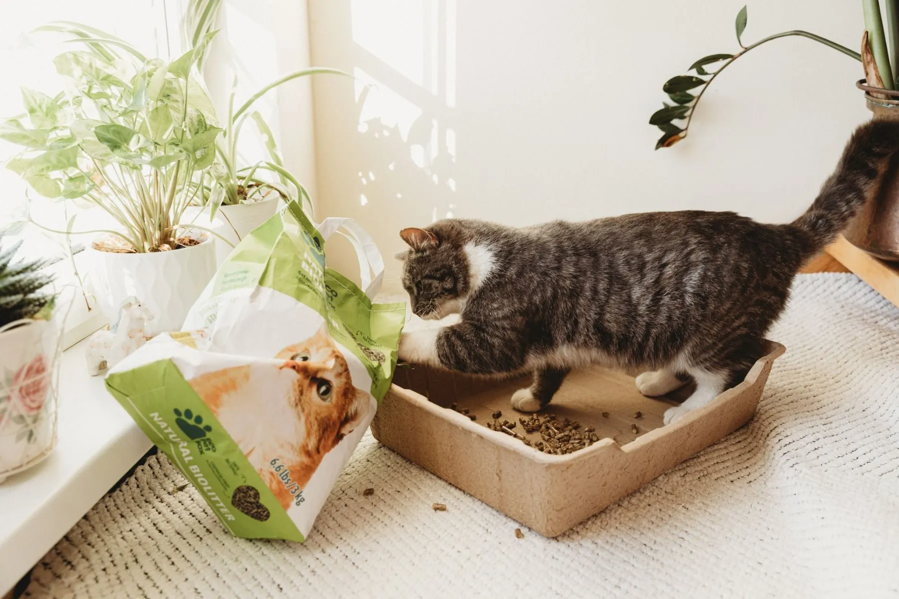 Eco Pet Box biolagunev kassiliivakast 44 x 34 x 12 cm, 3 tk pakendis - Tootepilt 2
