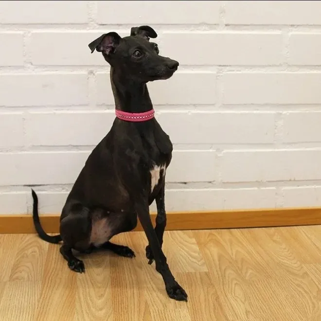 Basic Sparkle kaelarihm 42 cm roosa - Tootepilt 2