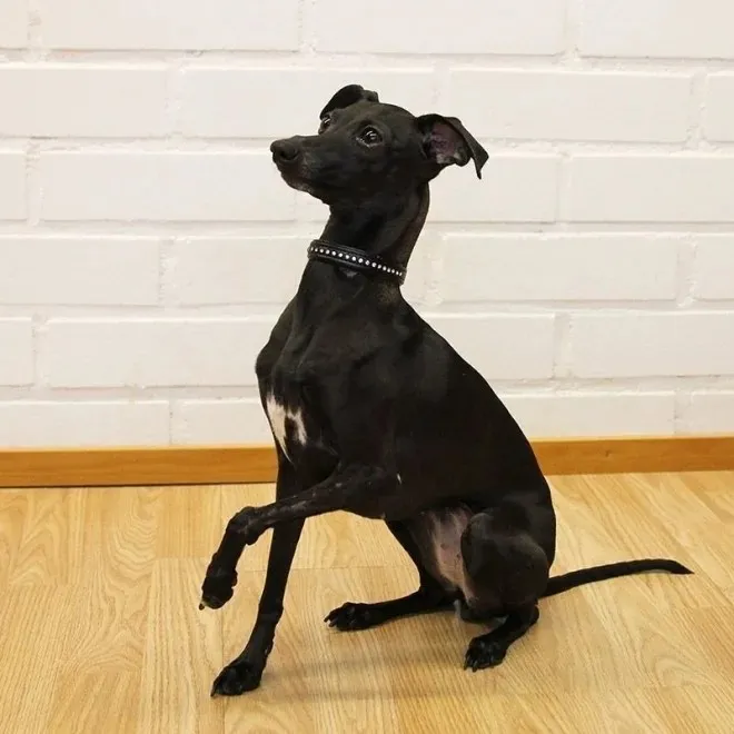 Basic Sparkle kaelarihm 37 cm must - Tootepilt 2