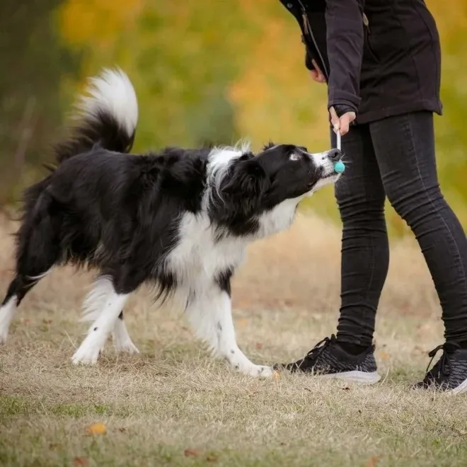 Pro Dog Target treeningpulk, roheline - Tootepilt 3