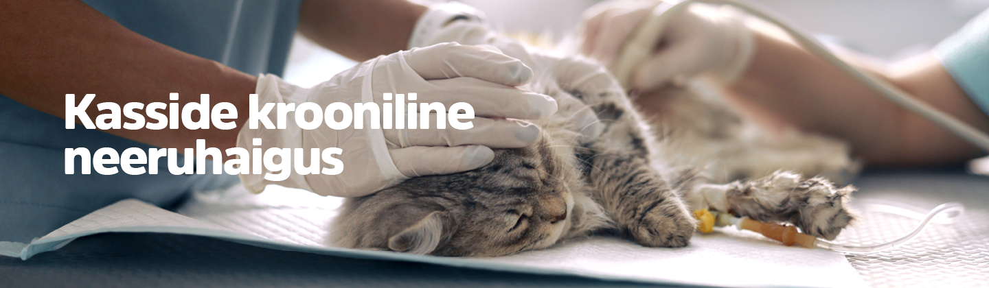 Kasside krooniline neeruhaigus