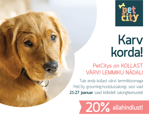 Kollase lemmiku nädal
