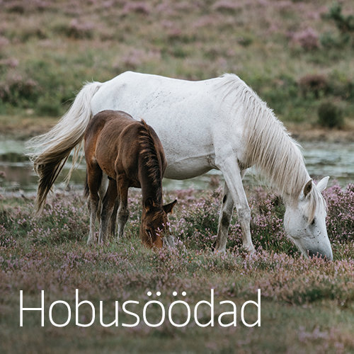 Hobutoidud